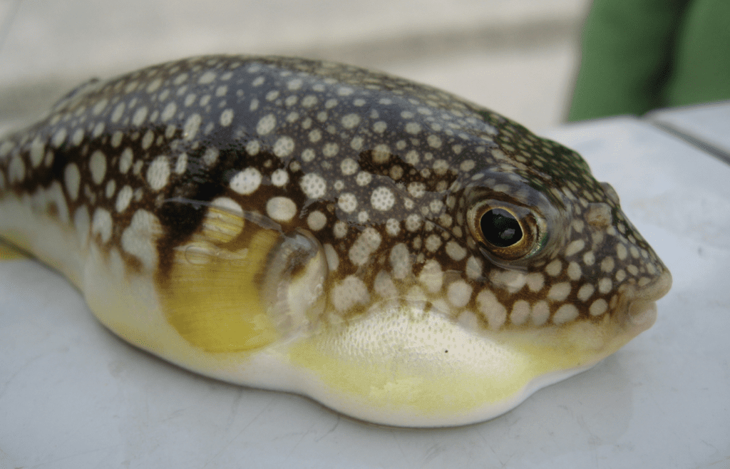 Little Fugu
