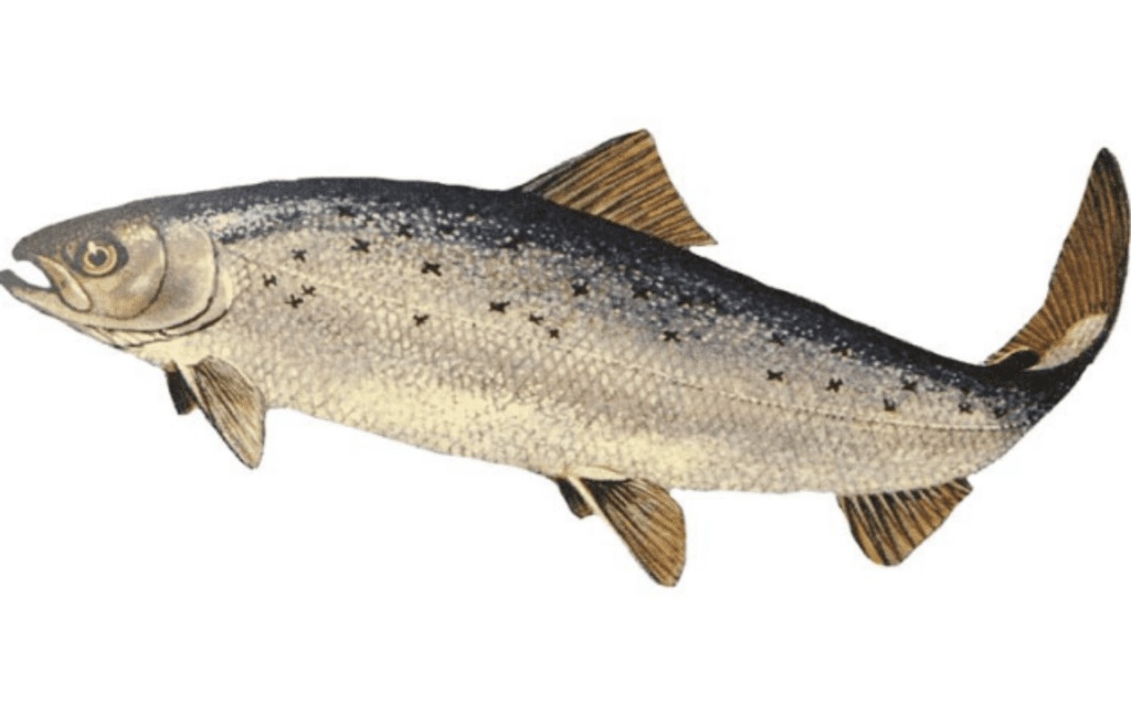 Genetically Engineered Salmon