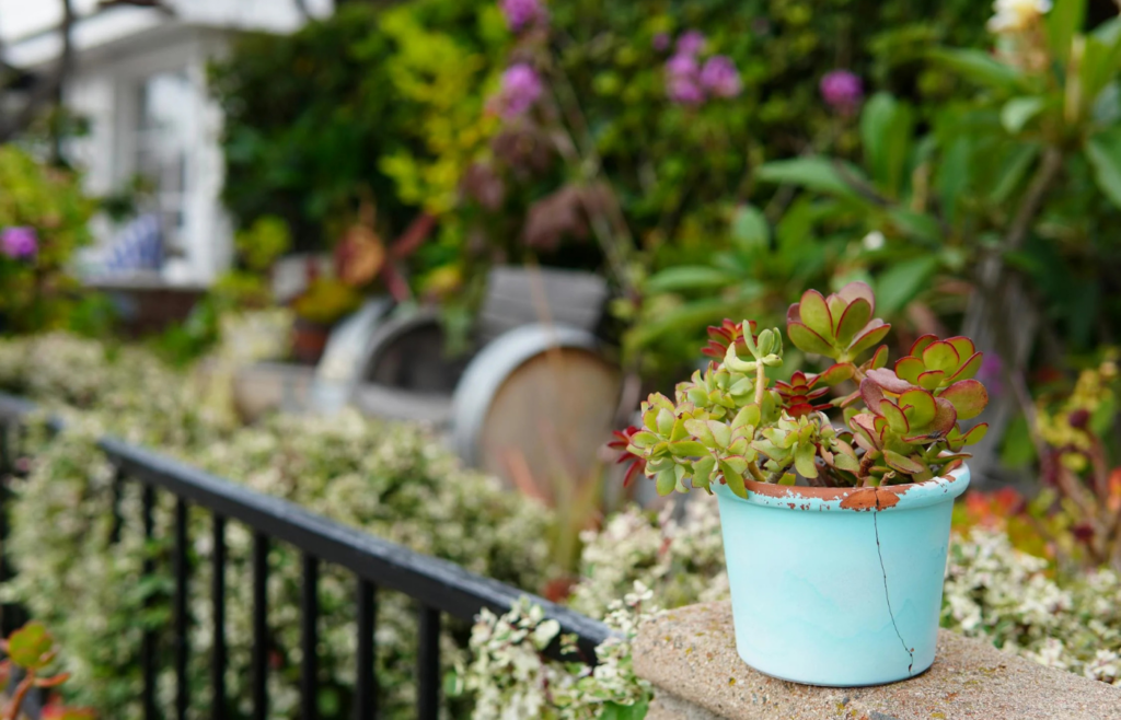 A backyard patio filled with colorful potted plants