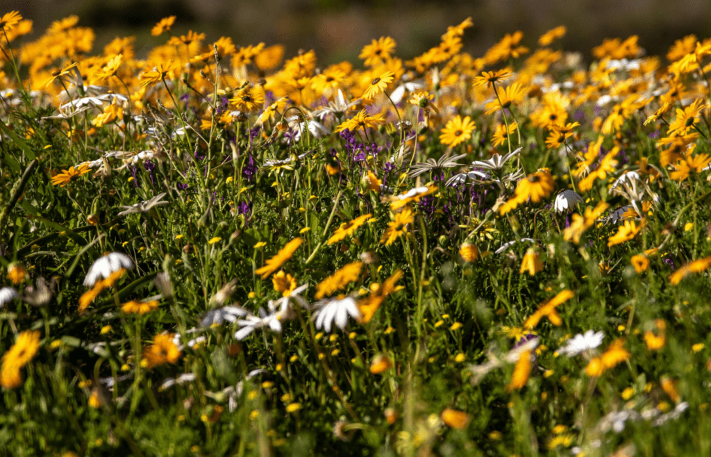 A garden filled with local wildflowers