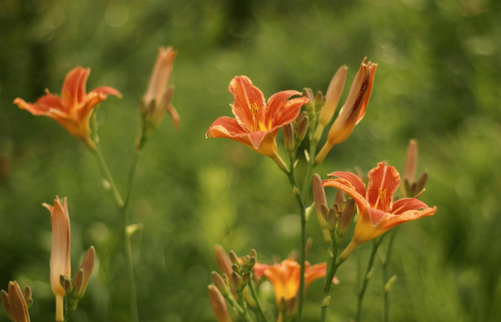A garden bed of bright perennial flowers like daylilies or hostas