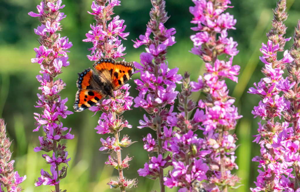A garden with colorful flowers and butterflies
