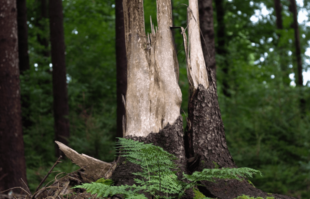 Ferns and hostas under a tree canopy