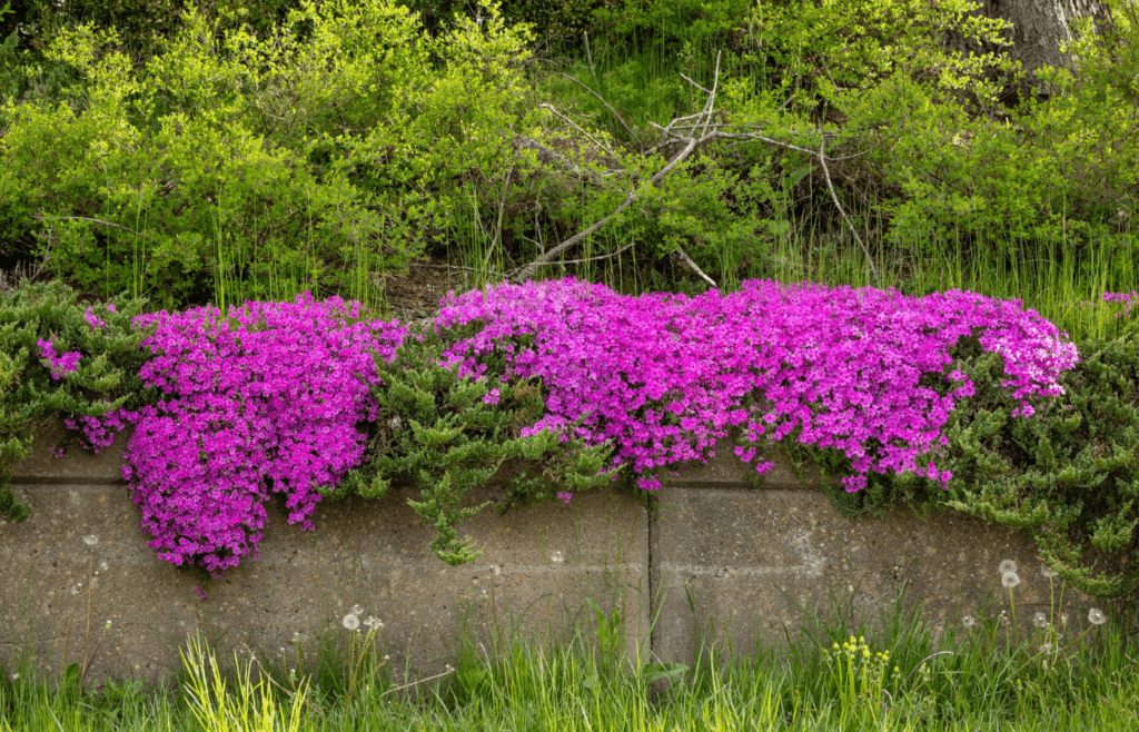 A backyard with low-growing ground cover plants like creeping thyme