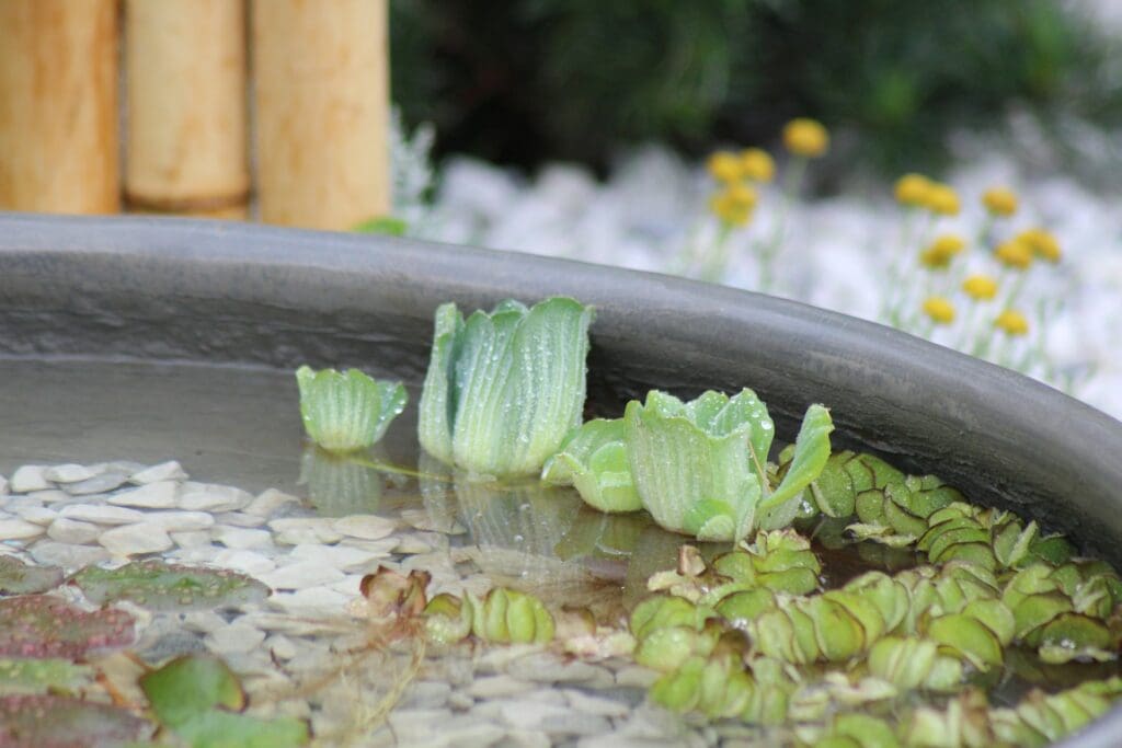 water garden