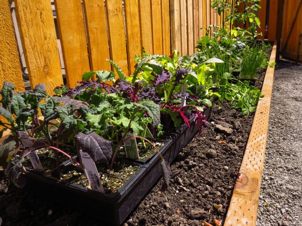 garden bed
