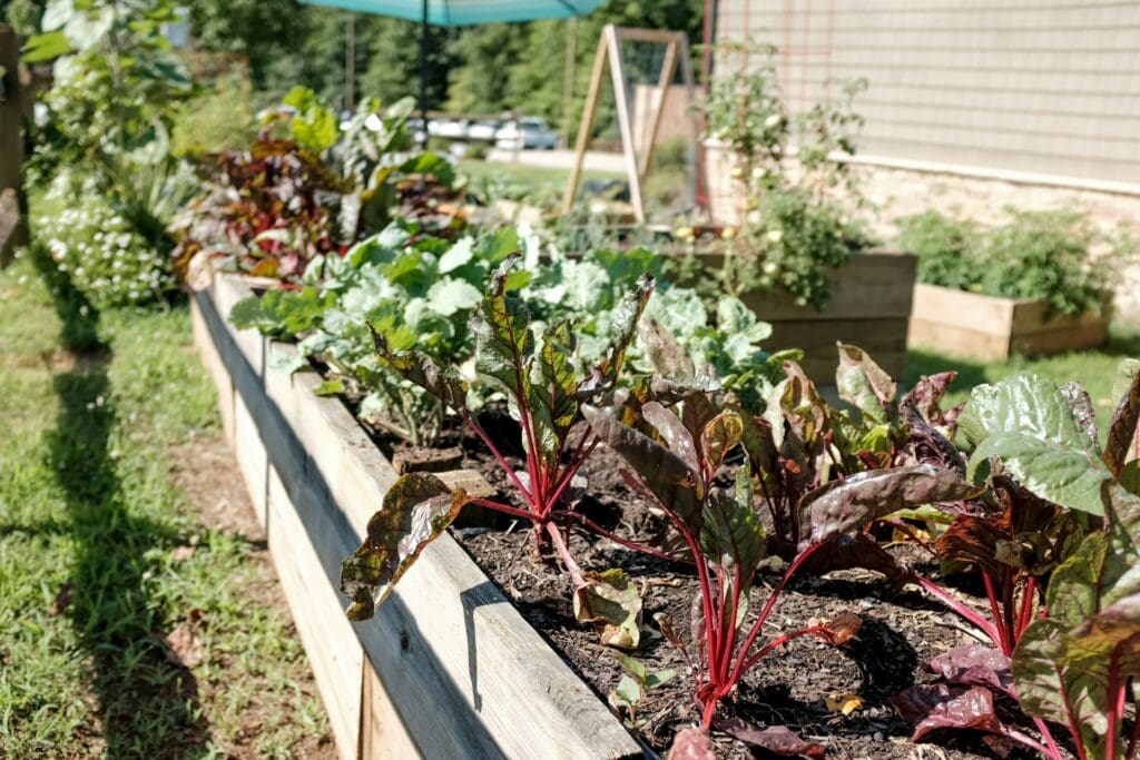vegetable garden
