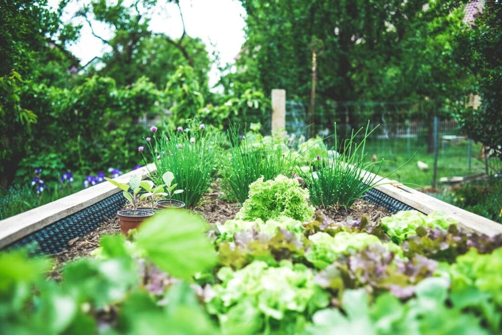 no dig garden bed