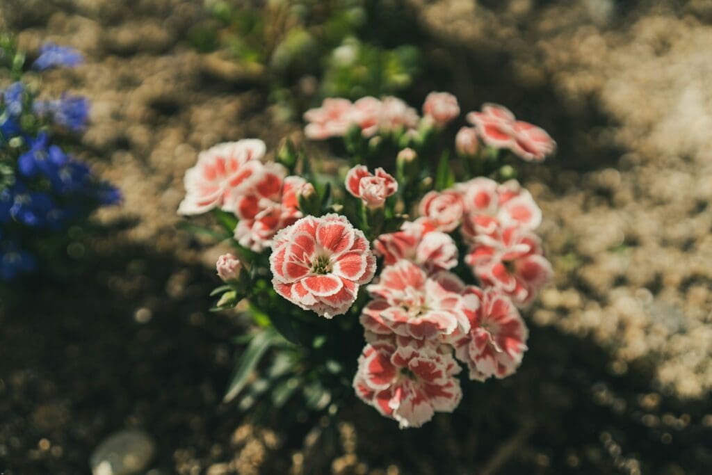 flower bed