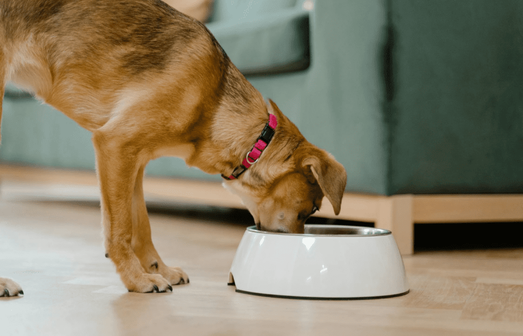 A dog with a chew toy or food bowl