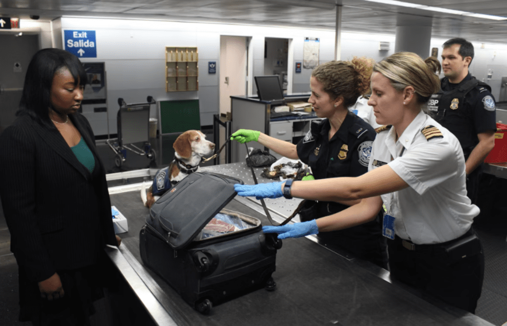Security screening luggage for full-sized liquid violations