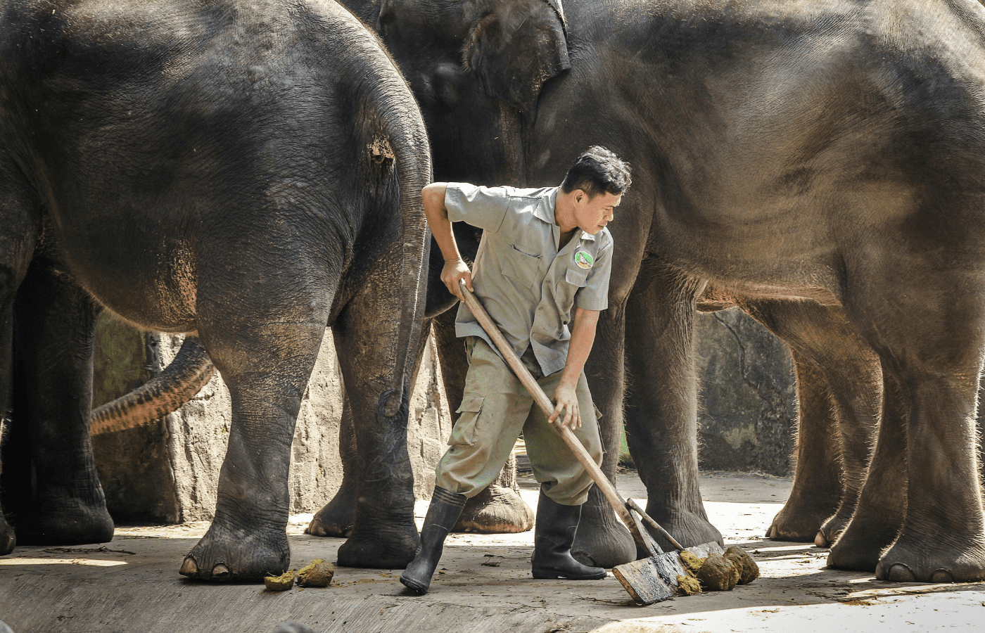 Zookeeper Cleaning Asian Elephant Enclosure