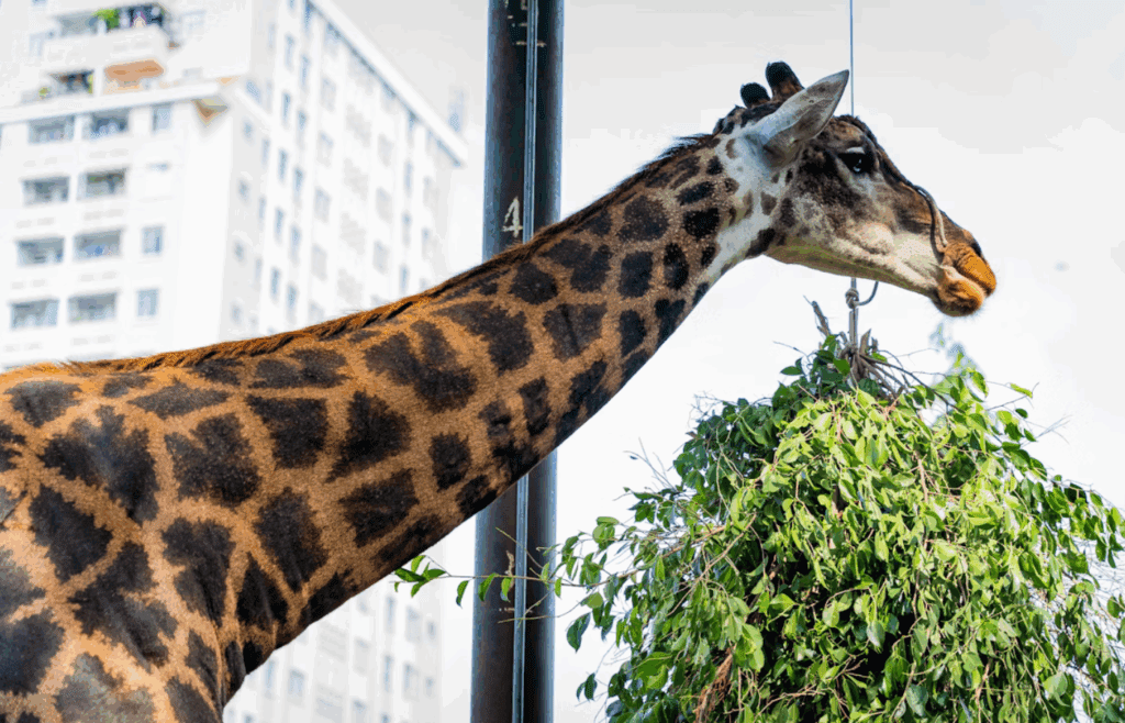 A giraffe standing next to a tall building