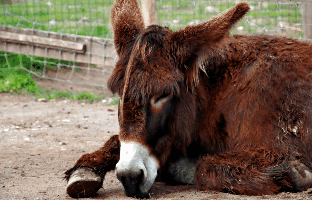 Close-Up Shot of a Sleeping Donkey