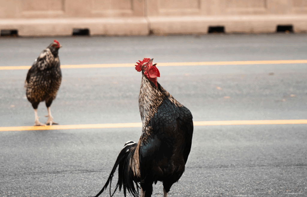 Chickens Crossing the Road