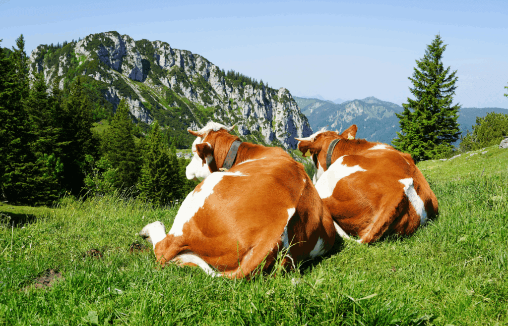 Cows resting peacefully on grassy hillside slope