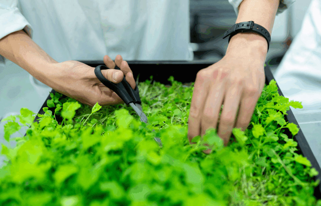 Herb Scissors